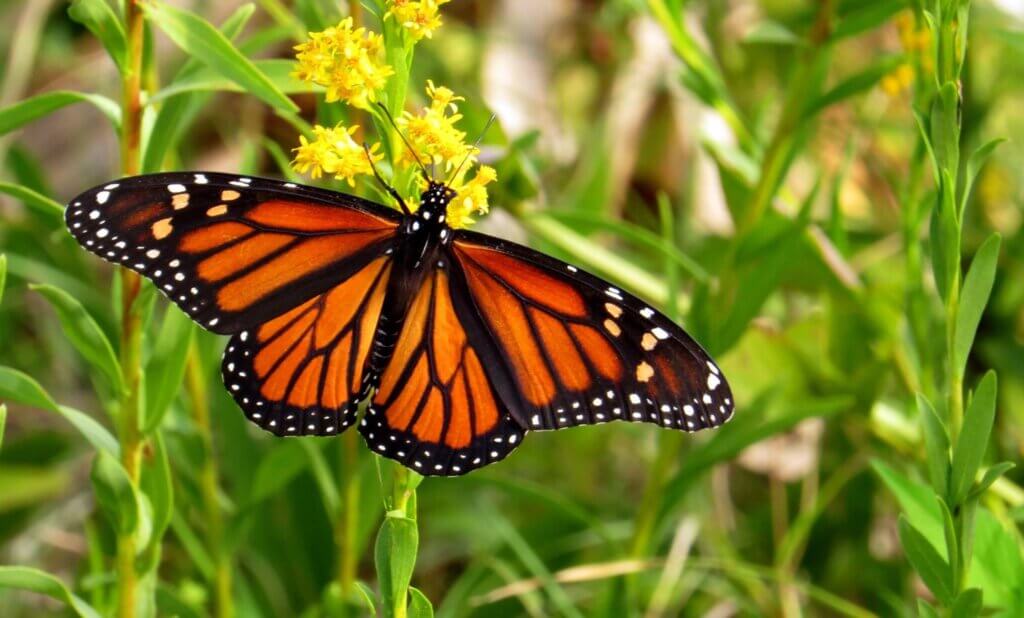 Monarch Butterfly at St. Mark's Wildlife Refuge 
