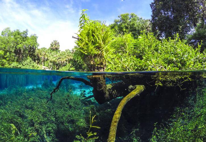 View of above and below the water in Rainbow Springs State Park. 