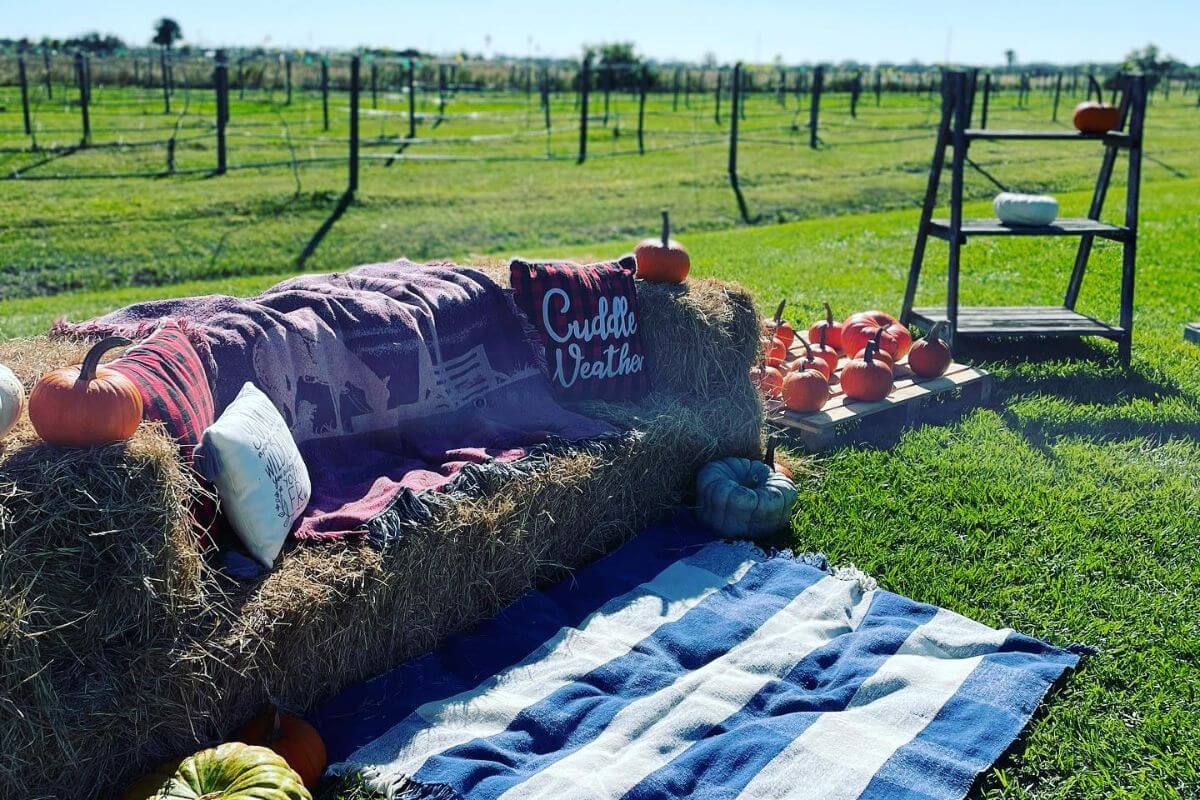 hay bench by vineyard.