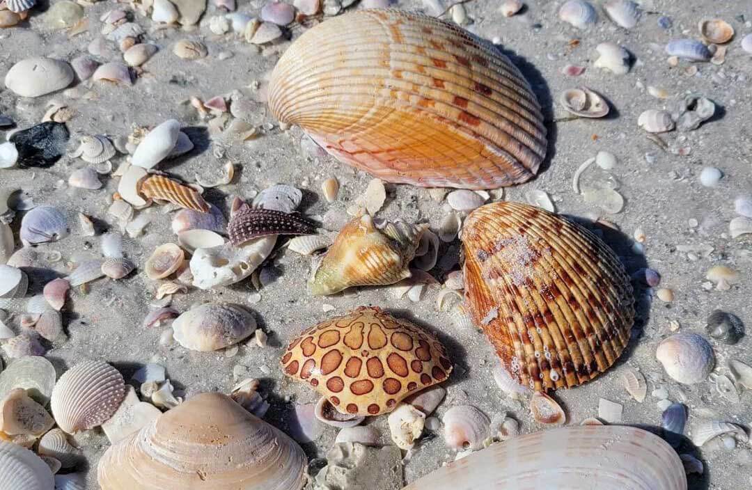 Shells on the beach at Shell Key.
