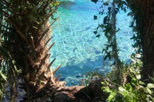 Silver Glen Springs Recreation Area + Nearby Things to Do • Authentic