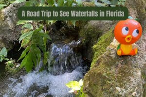 A Road Trip to See Waterfalls in Florida Featured image with Orange Bird