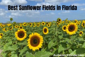 Best Sunflower Fields in Florida