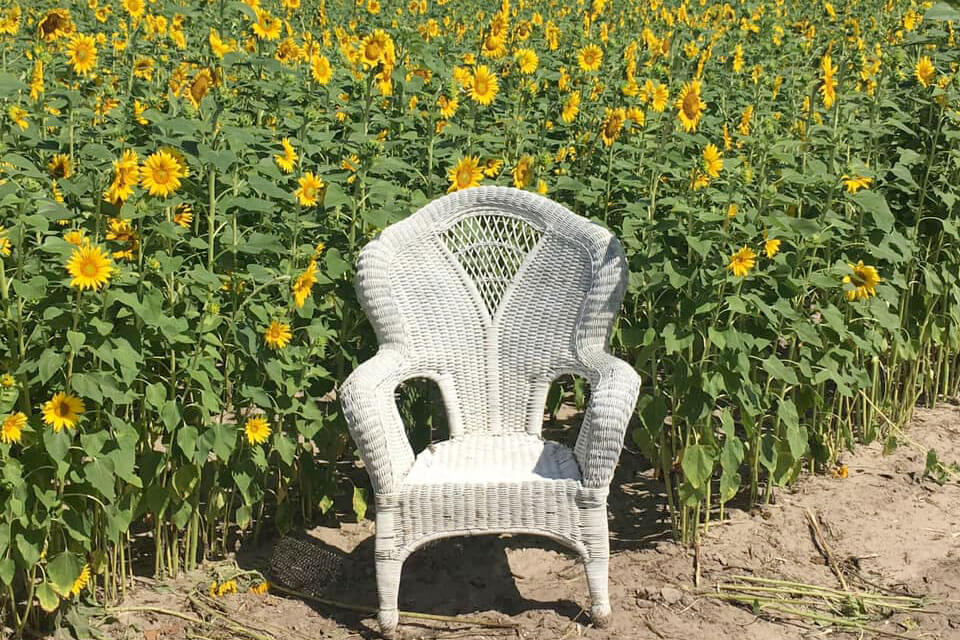 Chair in a sunflower field