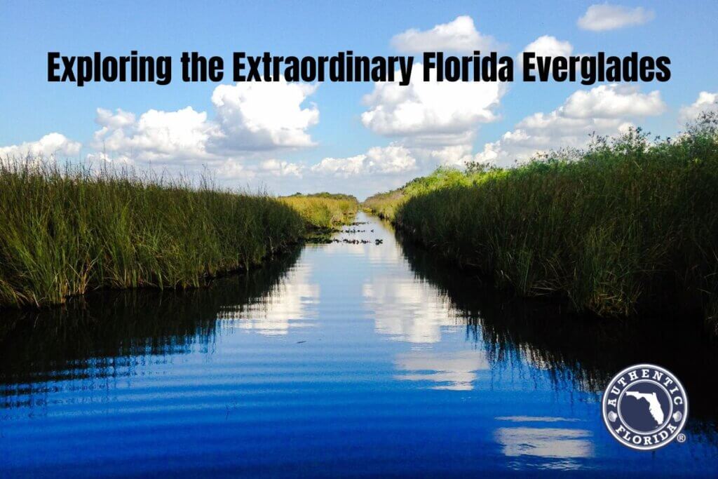 Exploring the Extraordinary Florida Everglades