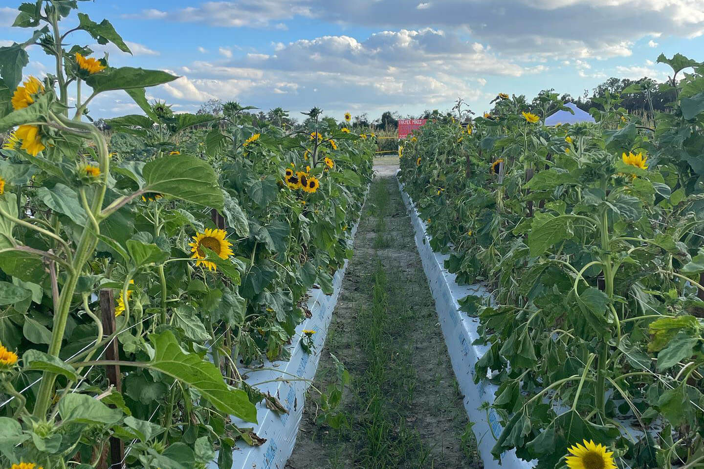 Farmer Mikes U Pick Sunflower Field