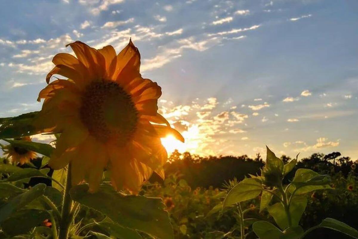 sunflower in front of sun