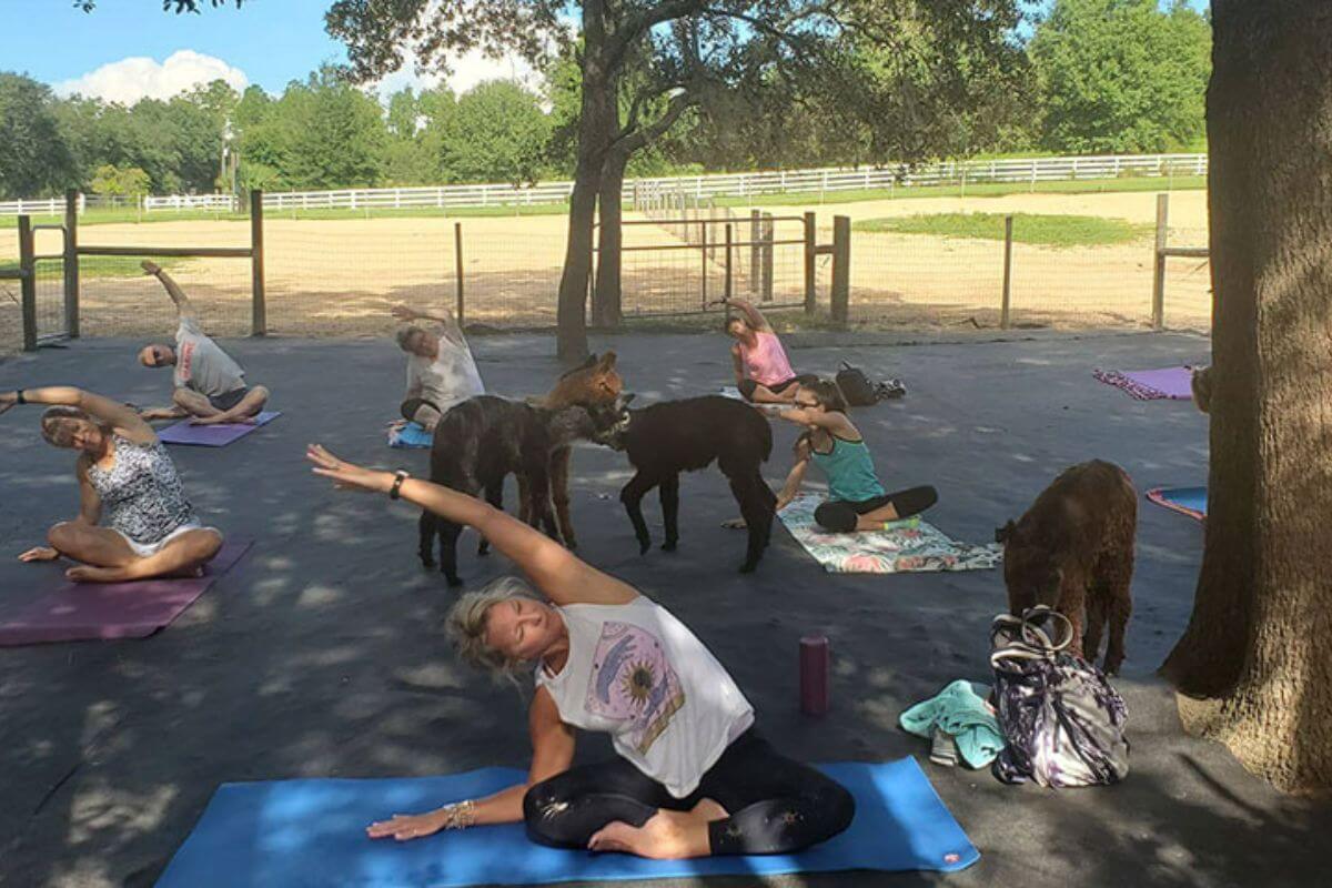 LunaSea baby alpaca yoga class