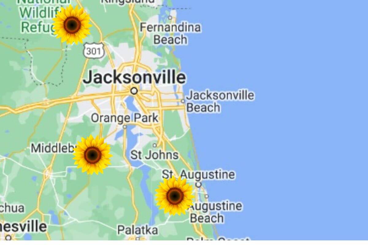 Northeast Florida Sunflower Fields