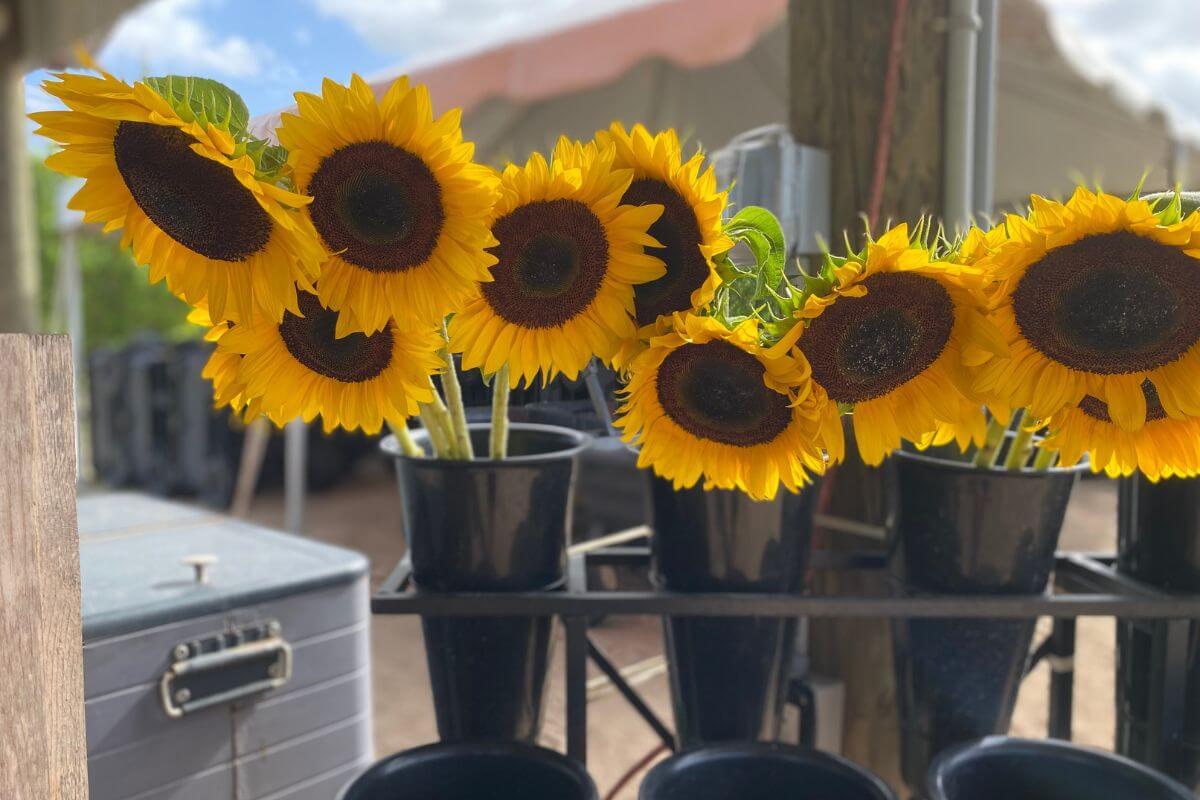 Picked Sunflower for sale at Southern Hill Farms in Clermont