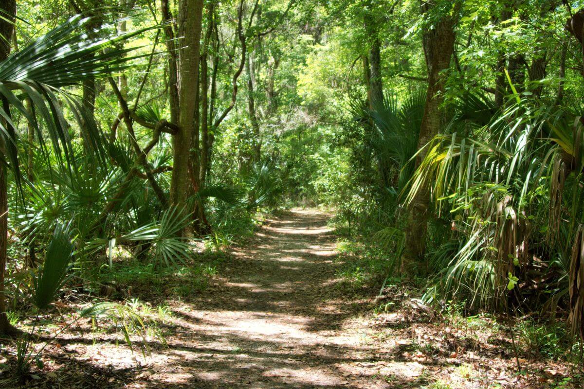 Trail through the woods in Florida. 