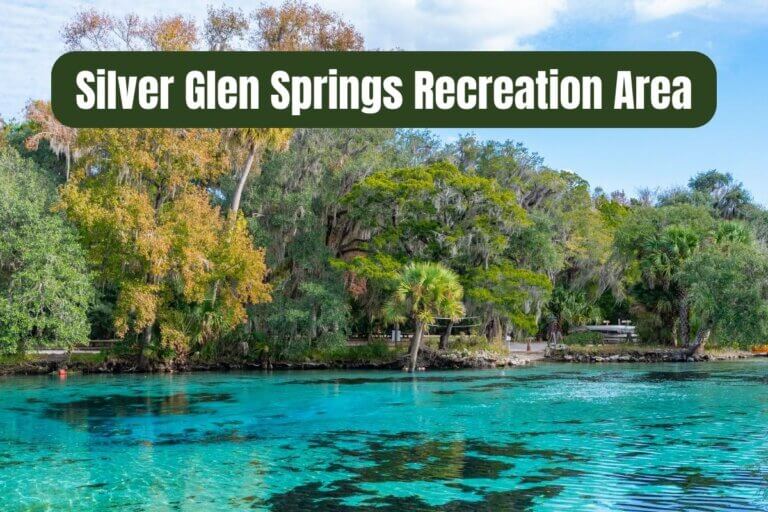 Silver Glen Springs Recreation Area + Nearby Things to Do • Authentic ...