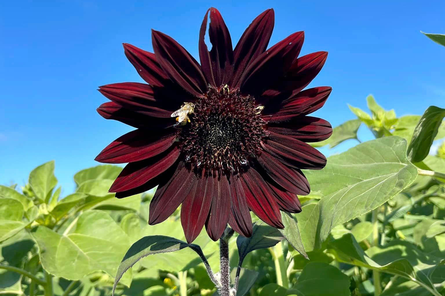 Sledds U Pick Farm Dark Colored Sunflower