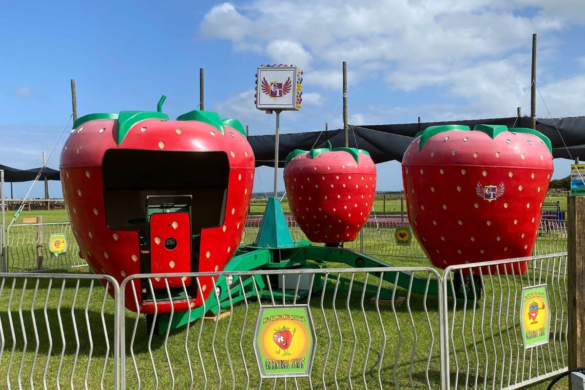 Strawberry kid ride at Southern Hill Farms in Clermont