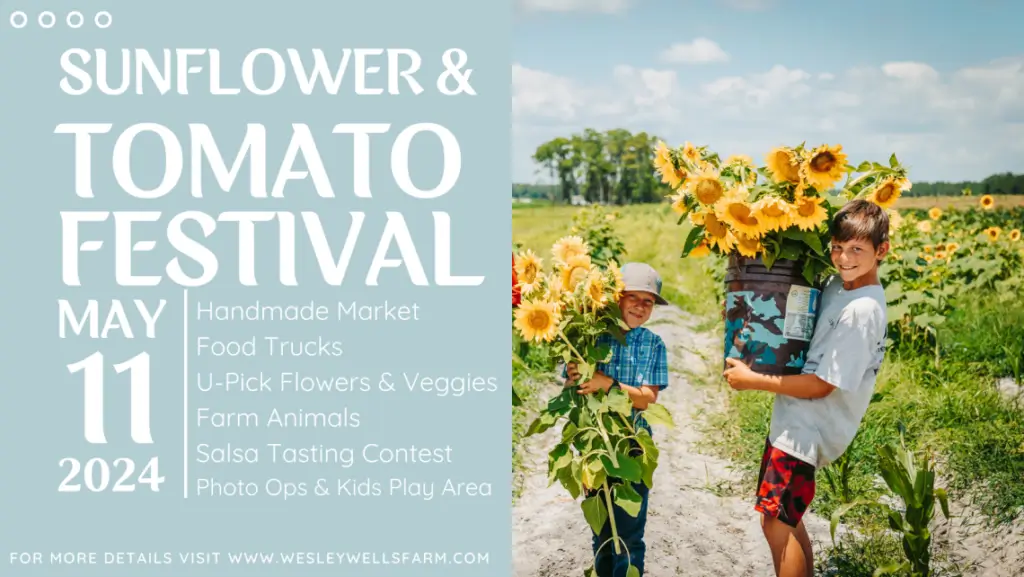 Sunflower and Tomato Festival
