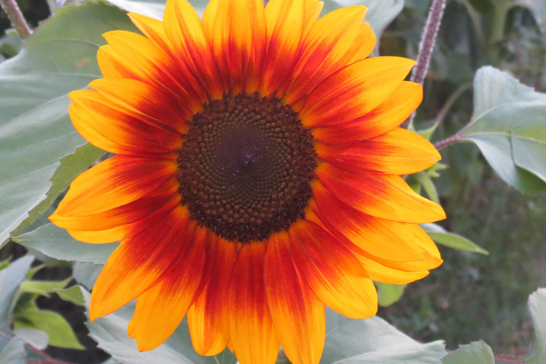 Red and yellow sunflower in a field