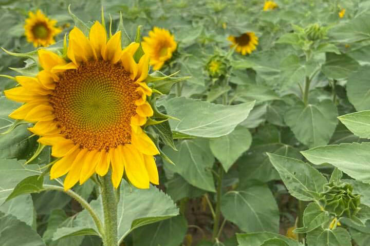 Sunflower in a field 