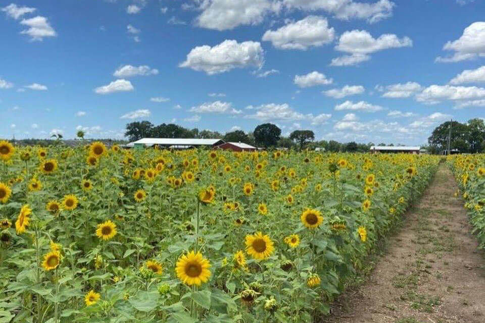 Sunflower field at Sweet Season Farms