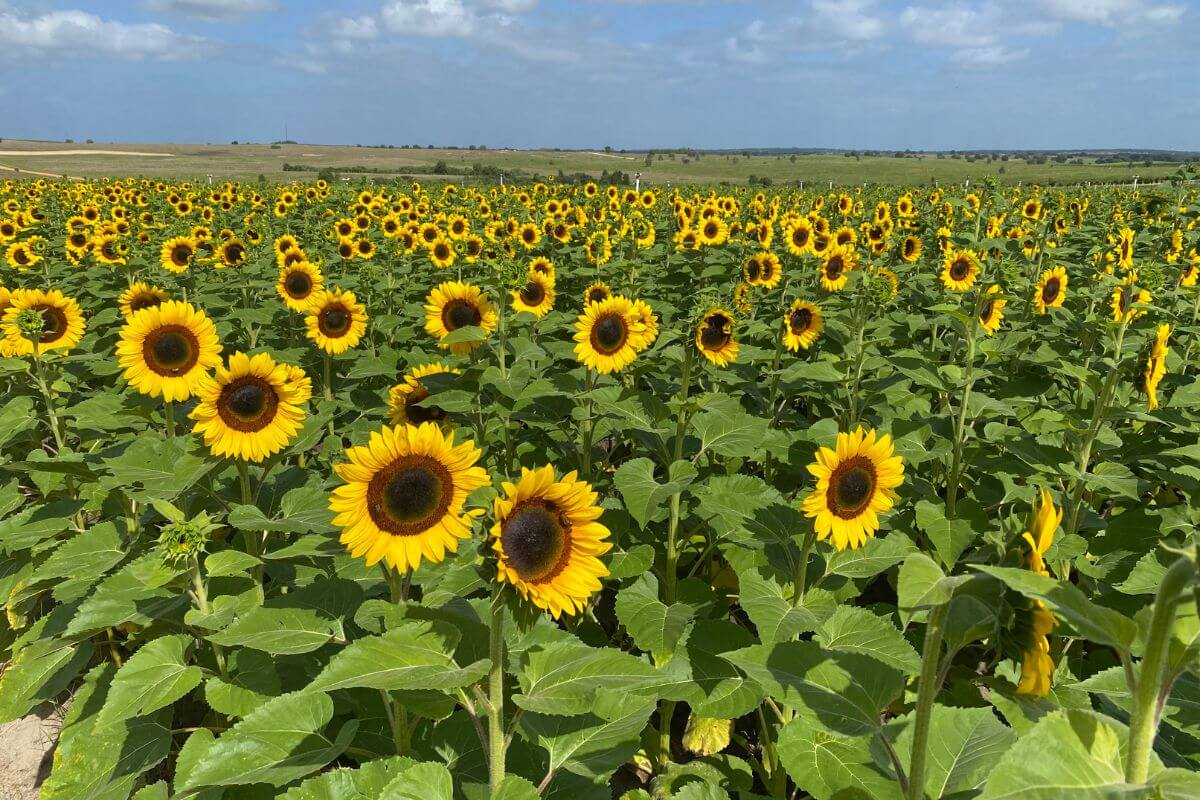 Sunflower field at Southern Hill Farms in Clermont