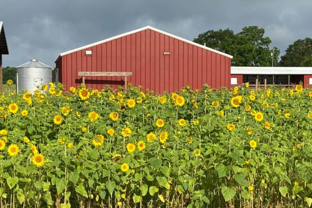 sunflower field and barn