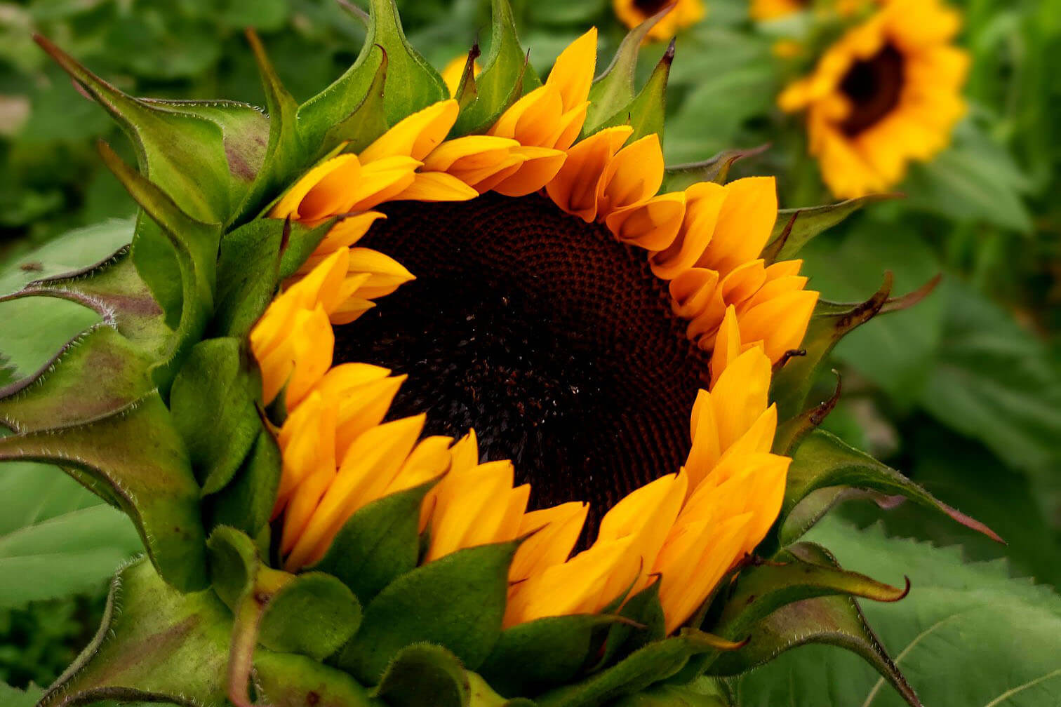 Sweetfields Farm Sunflower