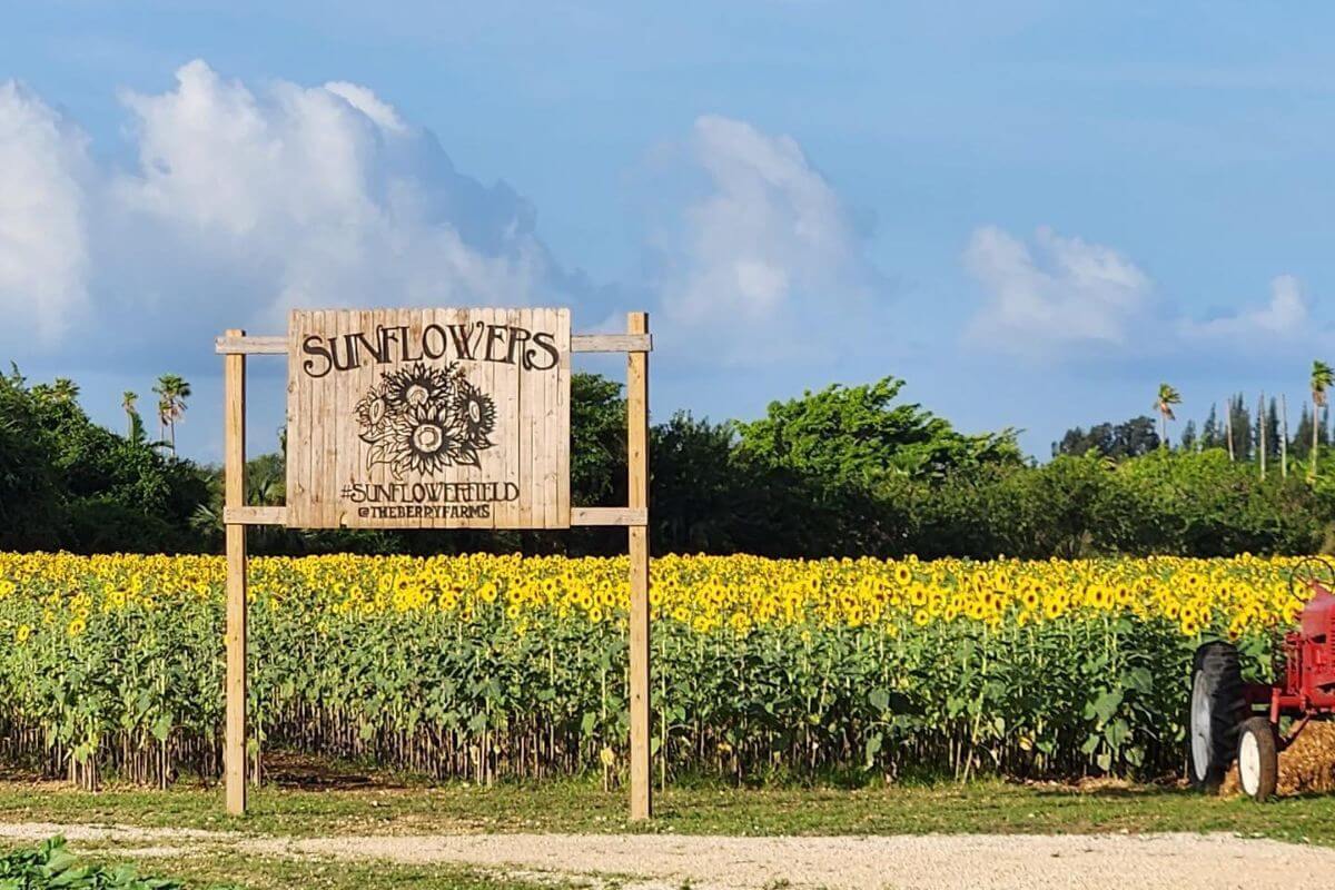 sunflower farm sign
