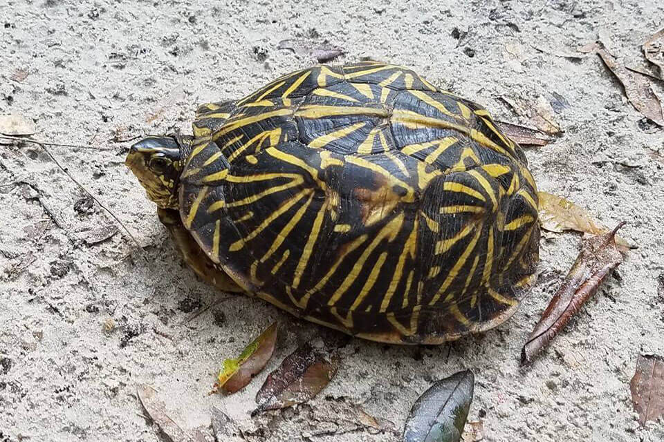 Turtle on a Trail. 