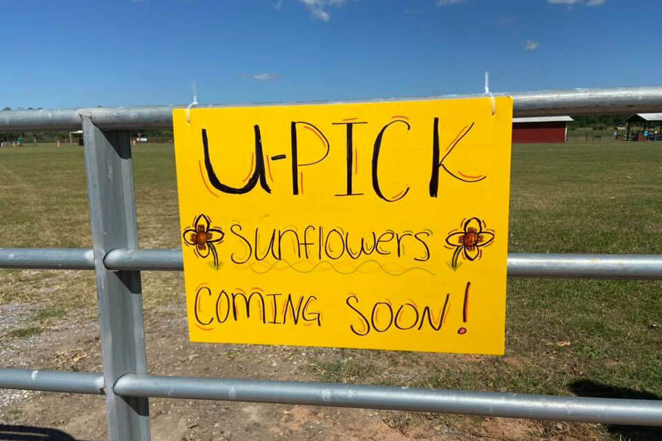 U-Pick Sunflowers Coming Soon Sign on a fence