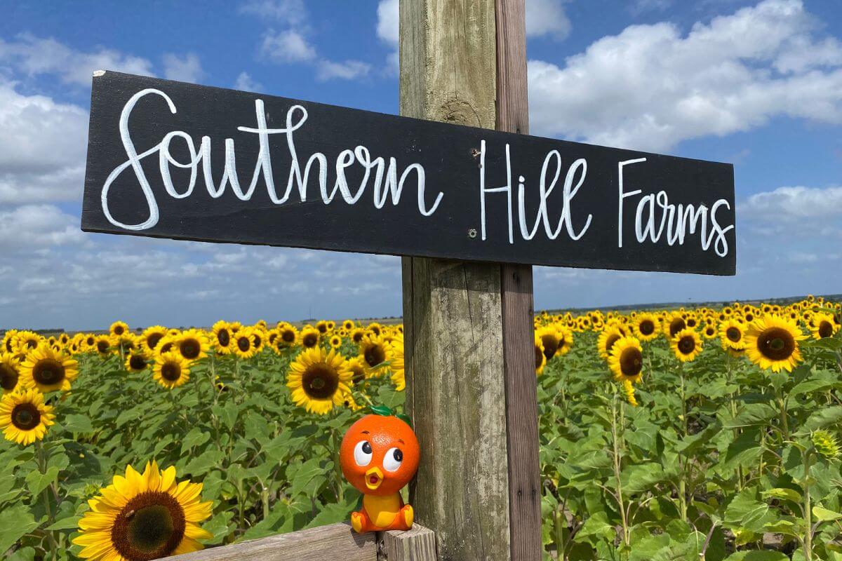 farm sign by sunflower field