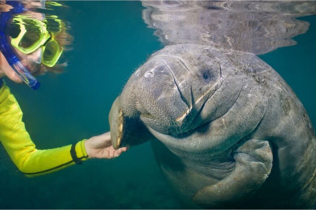 swimming with manatee