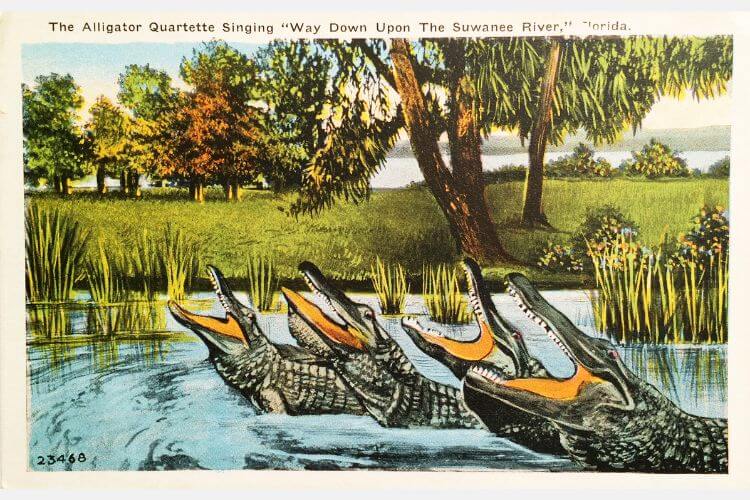 Alligator Quartette Vintage Florida Postcard