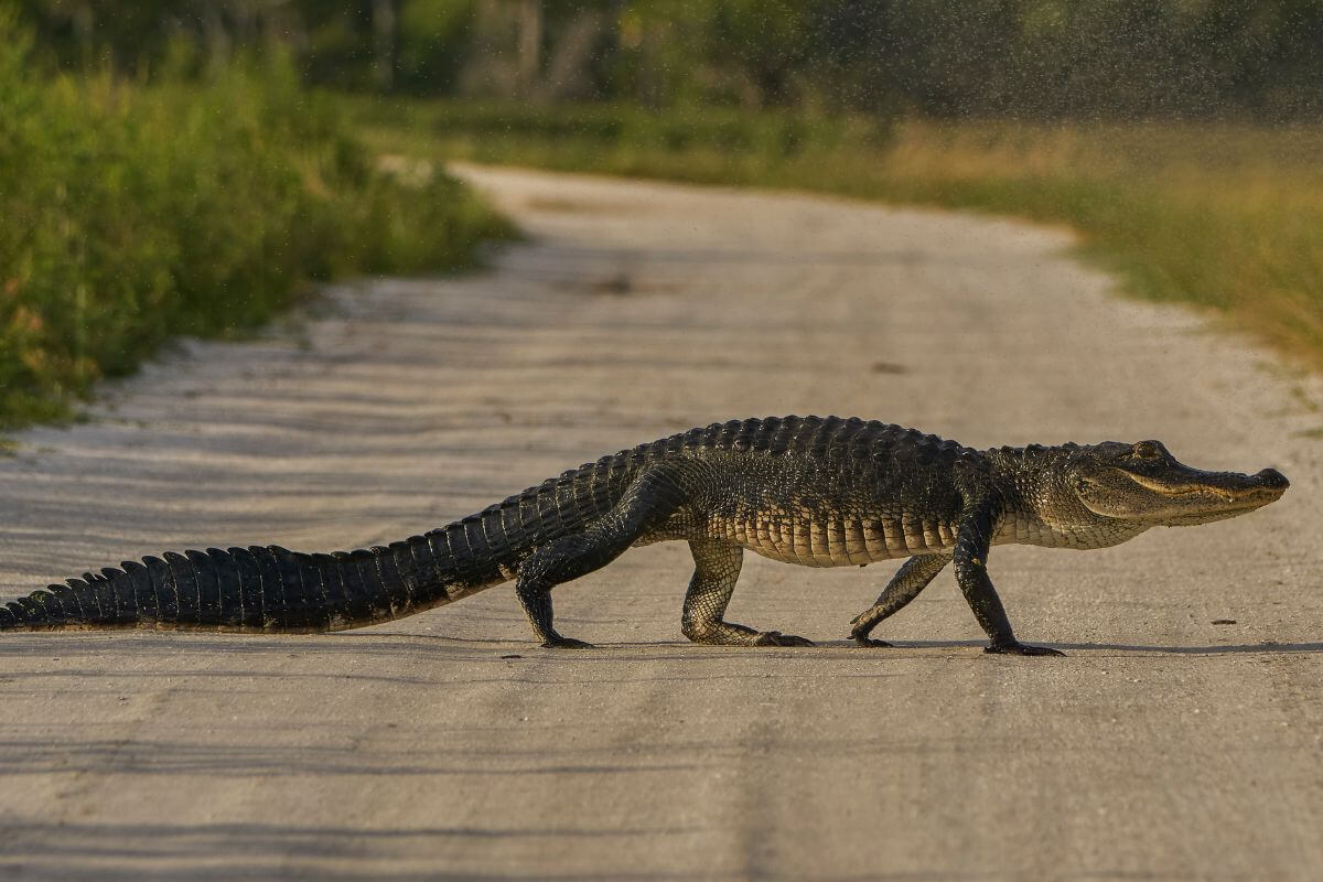 Orlando Wetlands Park alligator crossing