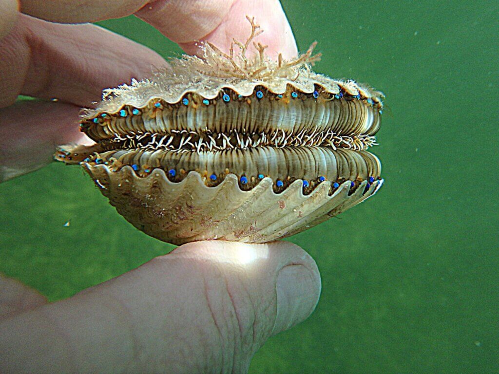 Scallop in someone's hand from Scallop Hunter