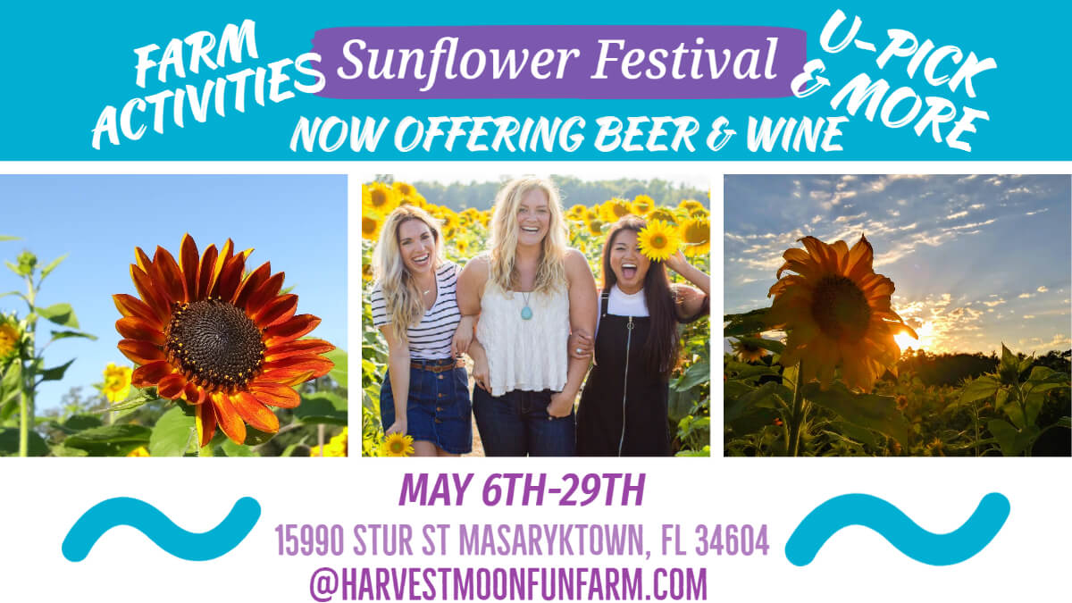 Sunflower Festival at Harvest Moon Fun Farm