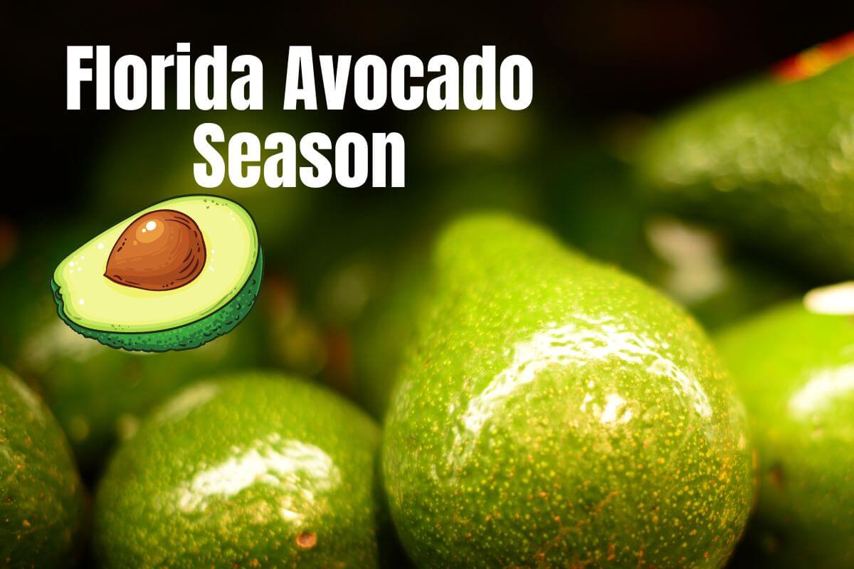 Florida Avocado Season