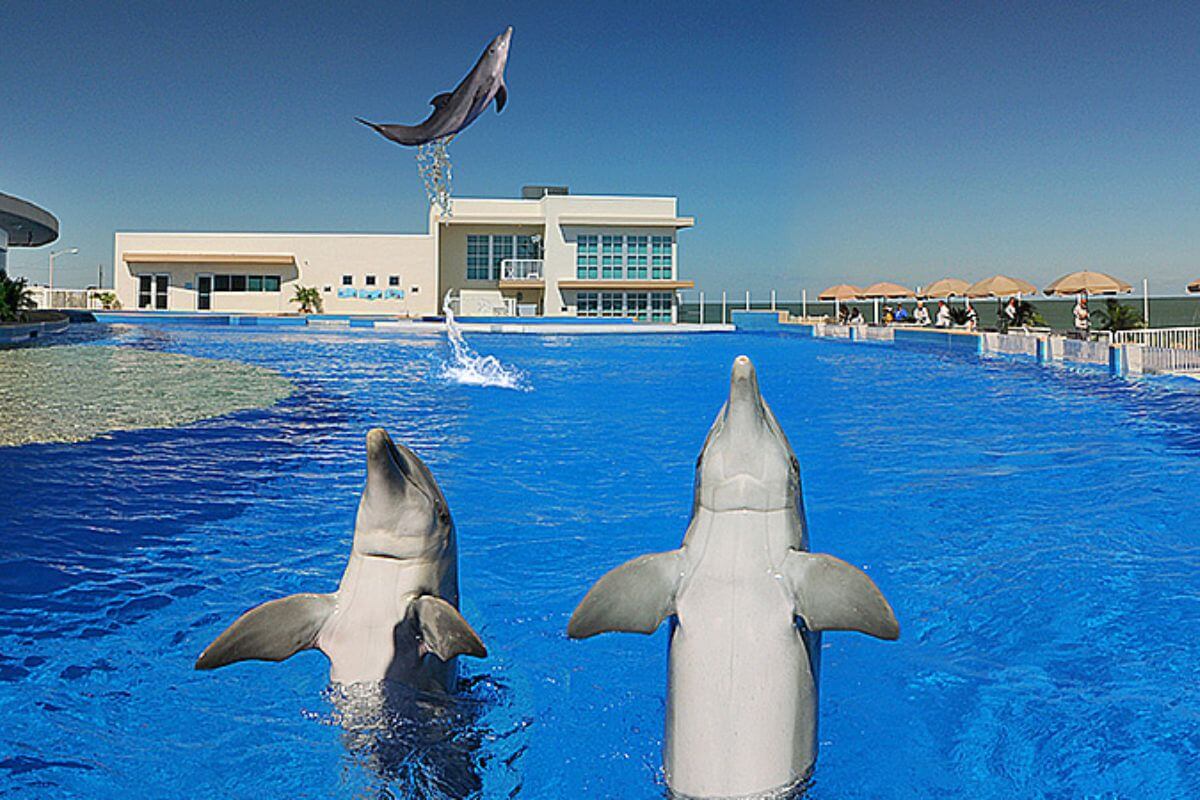dolphins at facility.