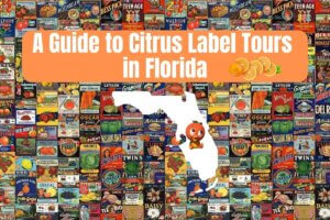 A Guide to Citrus Label Tours in Florida