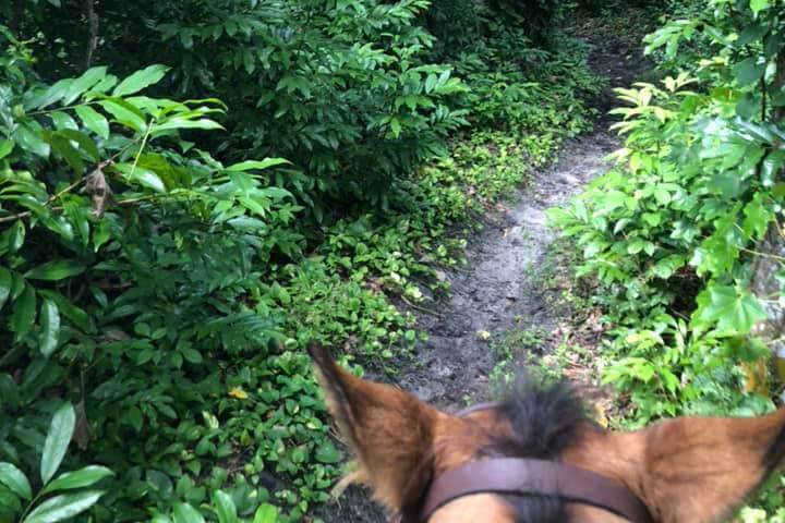 A and A Adventure Horse Trail Rides