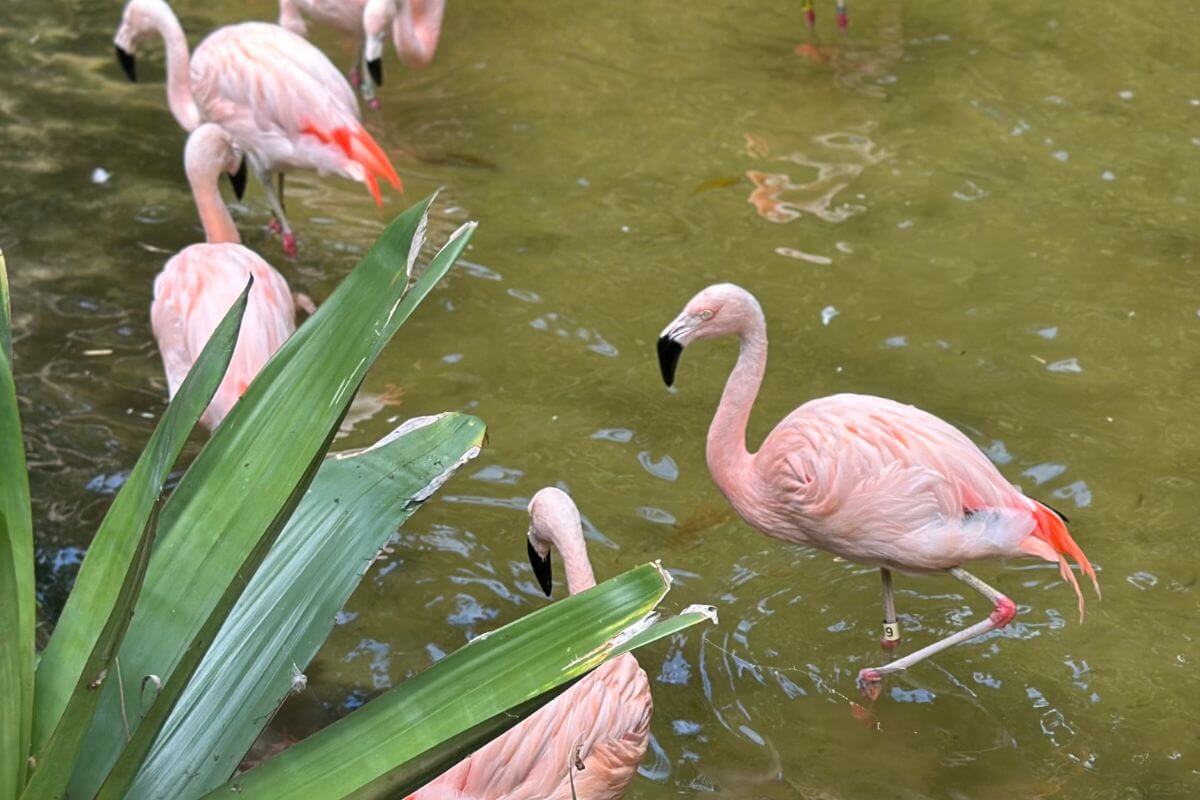 Flamingos in Florida at Sunken Gardens