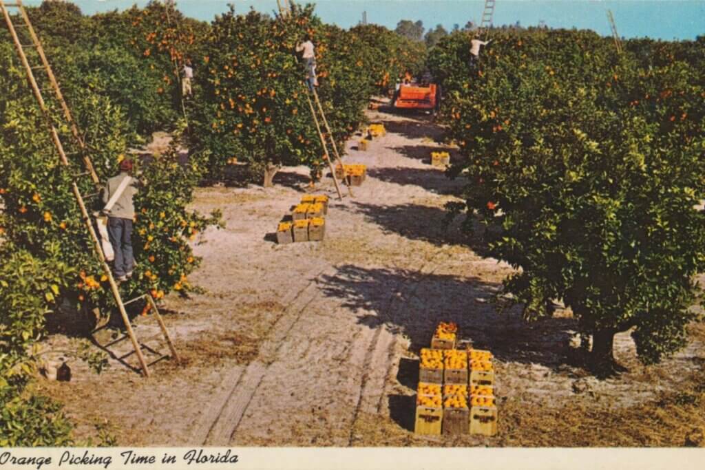 image of people picking oranges