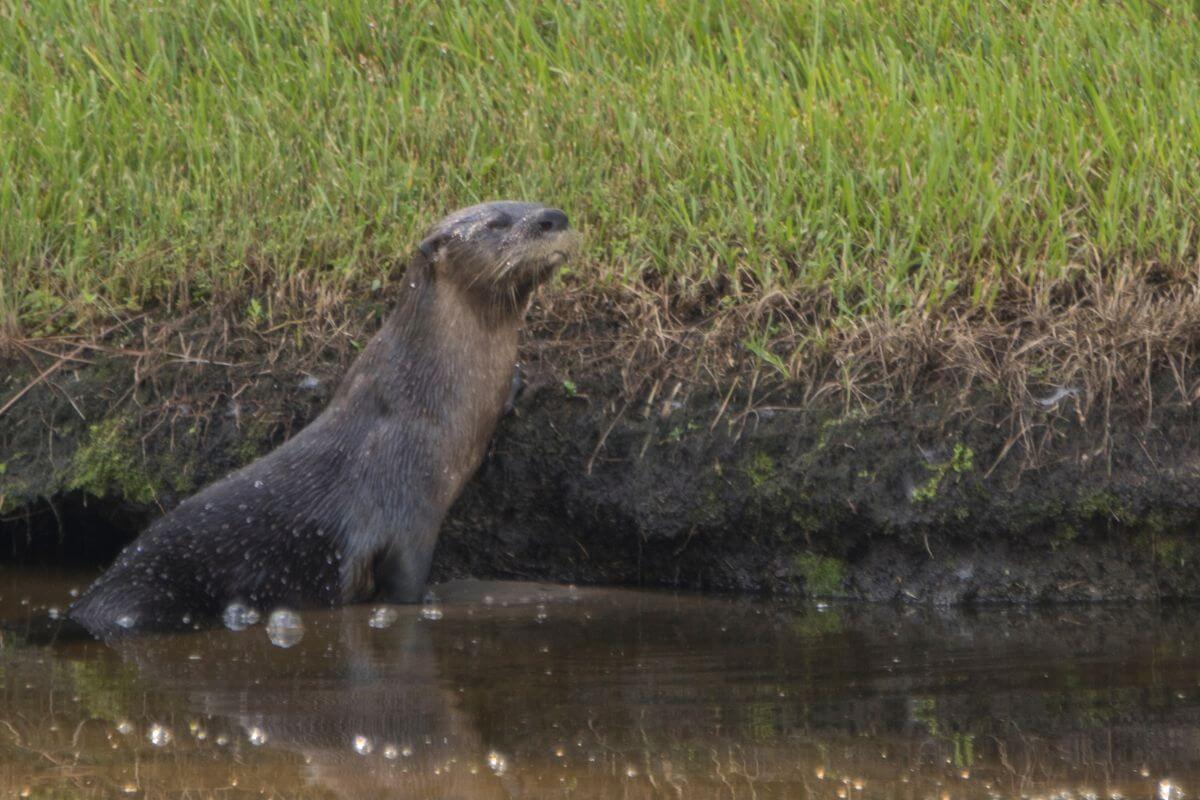 Florida river otter.
