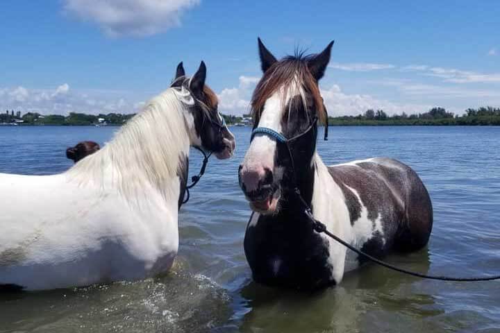 Horses in the water with C Ponies Beach Horseback Excursions