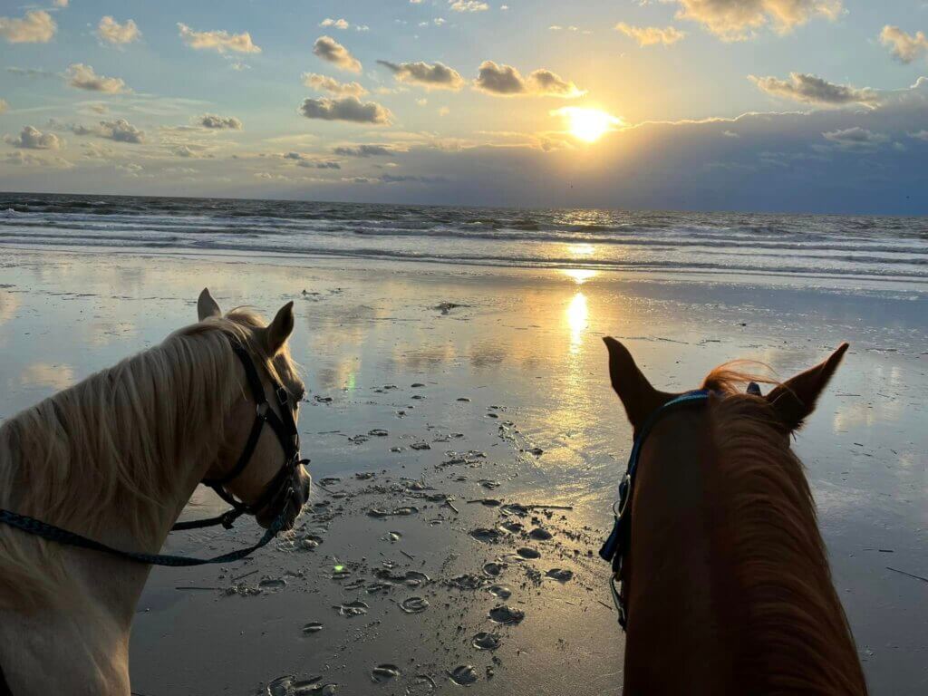 Horses on the beach - Amelia Island Horseback Riding