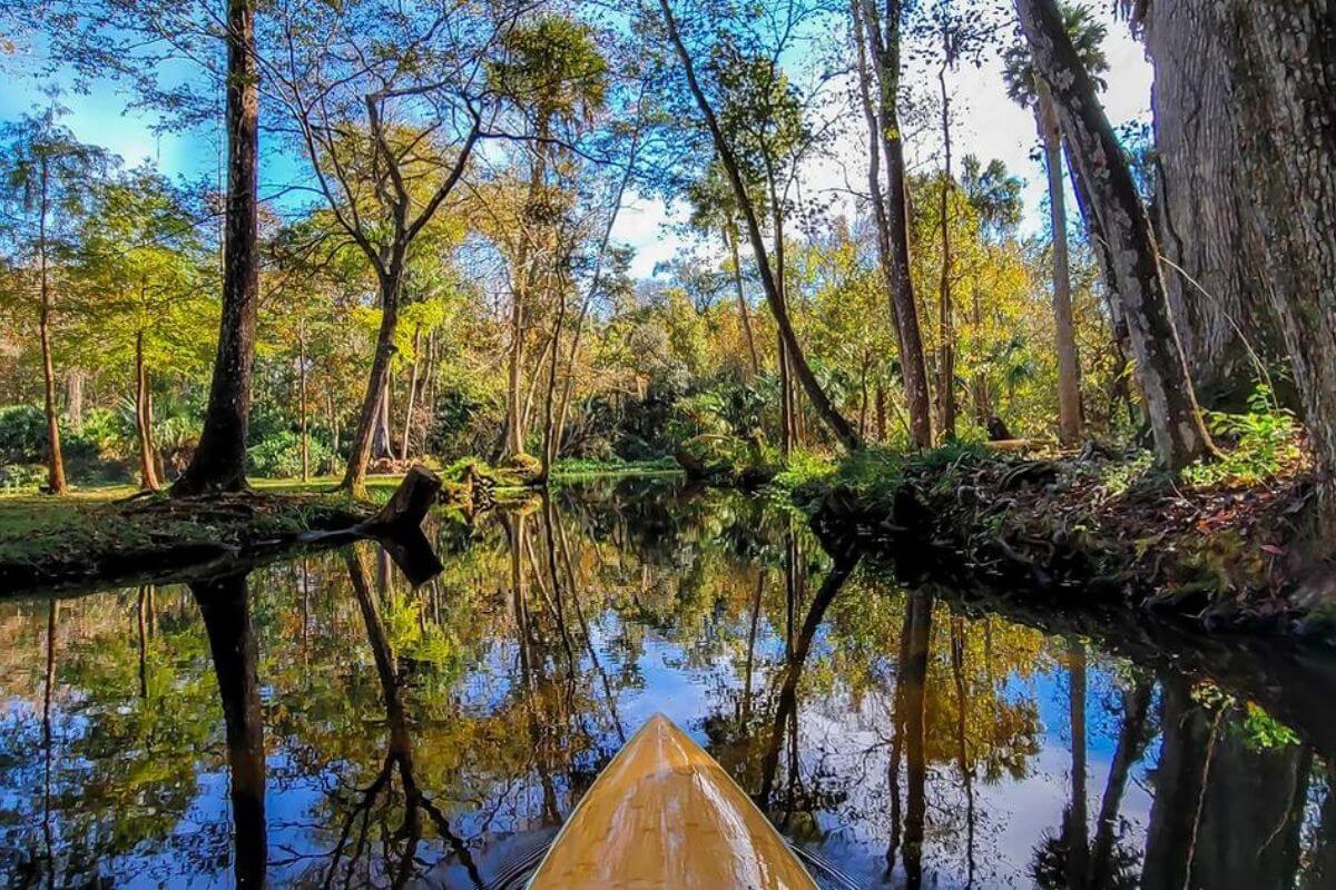 Kayak in the water with a view  of the trees and water. 