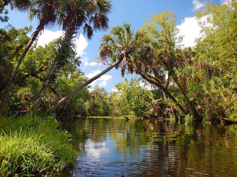 Lower Wekiva River Preserve State Park taken by Florida's Natural Wonders.