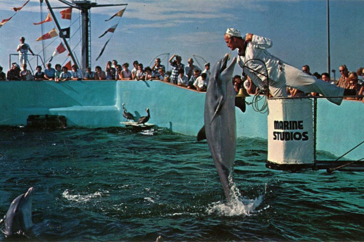 Person performing with a dolphin. 
