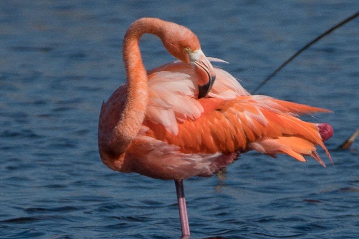 Pinky the Flamingo spotted at St Marks January 2023