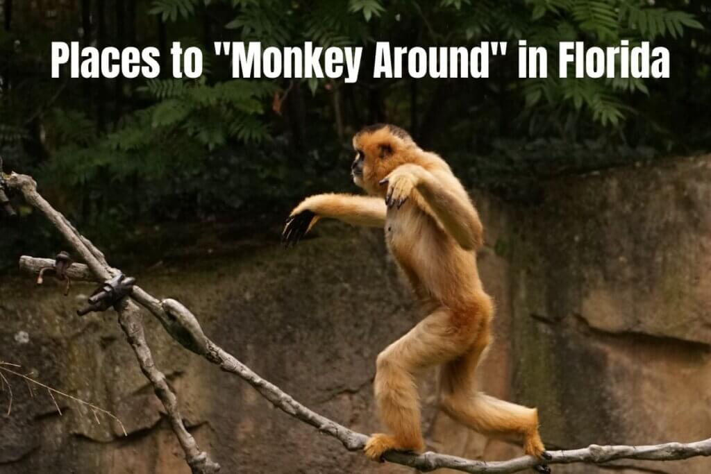 Places to Monkey Around in Florida