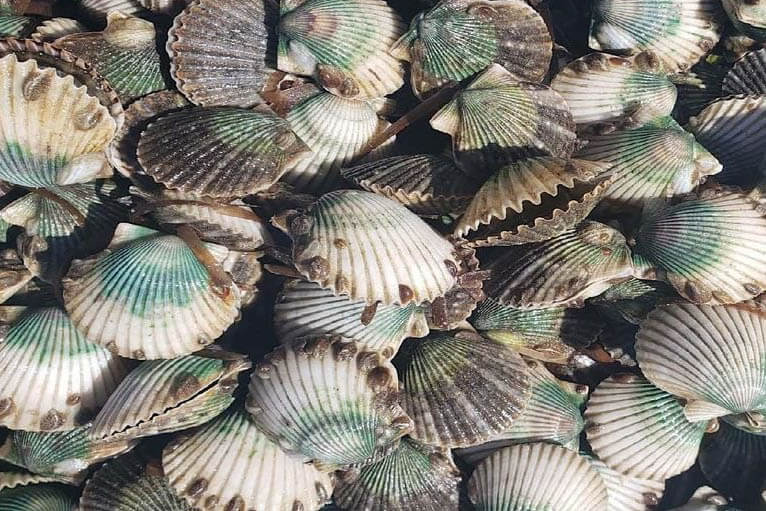 St. Andrews Bay 2023 Scallop Rodeo