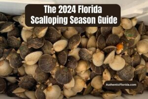 The 2024 Florida Scalloping Season Guide